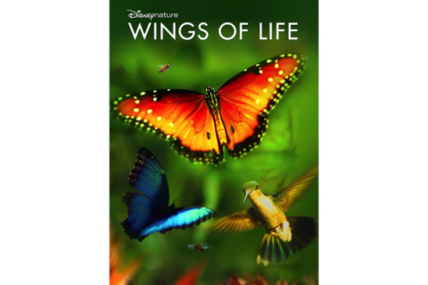 wings of life movie poster - monarch butterfly and a blue butterfly.