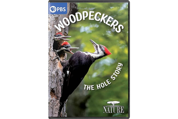Movie Poster - Woodpeckers: The Hole Story - woodpecker on side of tree.
